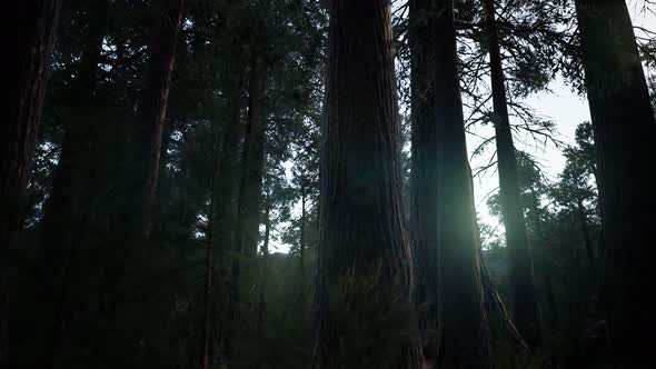 Giant Sequoia Trees at Summertime in Sequoia National Park, California alt