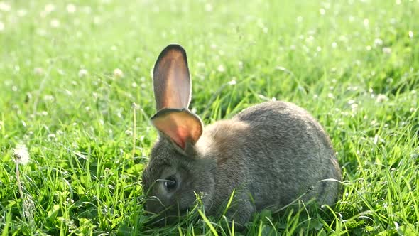 Gray rabbit in green grass, beautiful rabbit alt