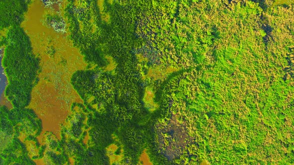 Aerial view from a drone over green and yellow plants in a large wetland alt