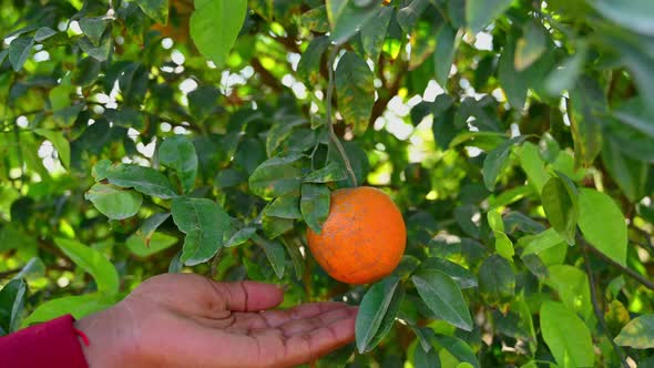 Person Picking Beautiful Healthy Organic Juicy Oranges In The Garden.