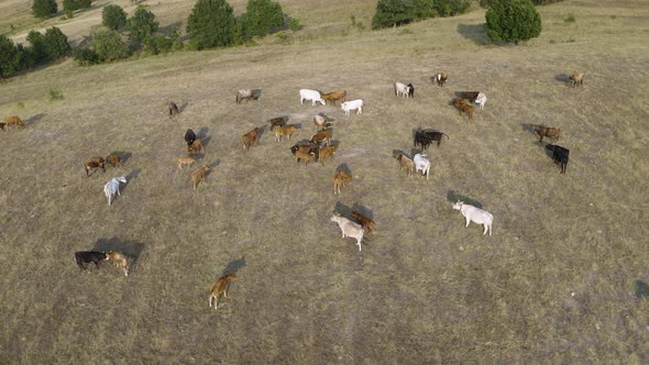 herd of Simmental Aberdeen meat cows at rural farm pasture, aerial drone alt