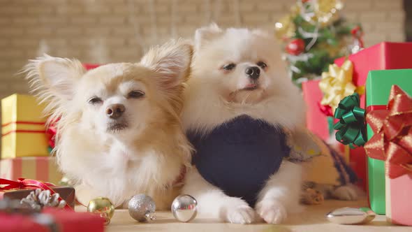 happiness and cheerful Dogs breed pomeranian and Chihuahua friend laydown together alt