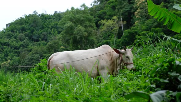 An asian white cow in a rural farmland