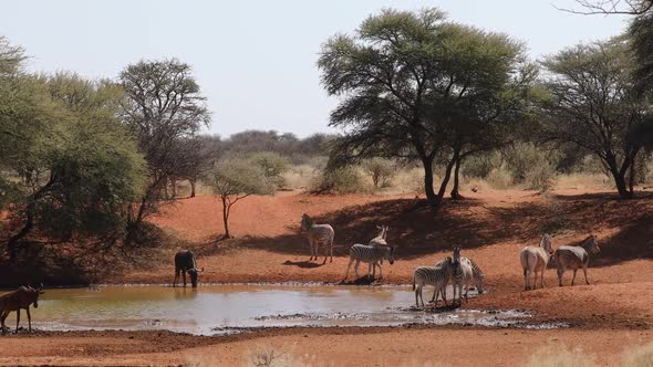 Zebras, Tsessebe And Wildebeest At A Waterhole - South Africa alt