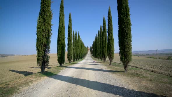 Cypress Trees Row along Tuscany Road - Driver POV alt