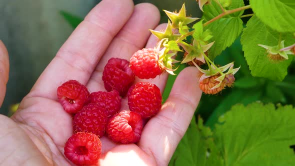 Freshly Picked Ripe Raspberries on a Woman's Hand in the Garden Next to a Raspberry Bush alt