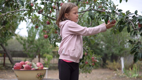Child girl picks a ripe red apples from a tree branch