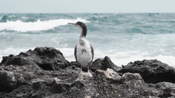 Cormorant On A Rock At The Seaside