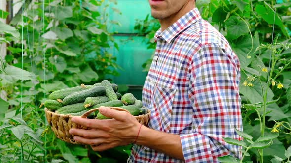 Cucumber Harvest in the Hands of a Male Farmer alt