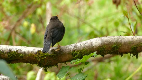 Close up of a Trush bird sitting on a branch in a rain forest. Isolated view of a exotic bird with b alt