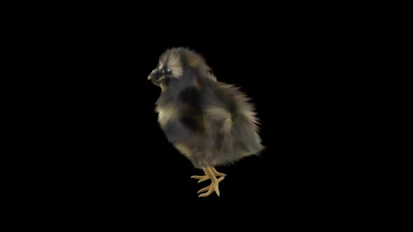 22 Baby Chicks Dancing HD alt
