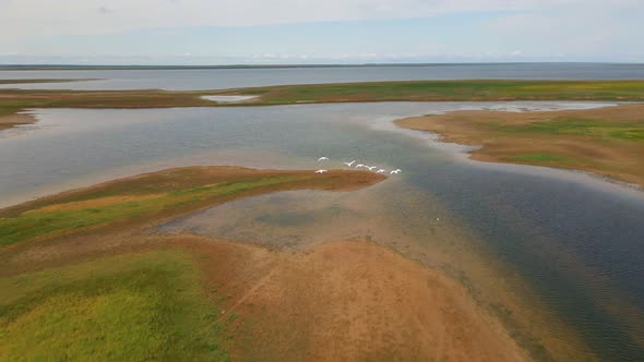Flock of Wild White Swans Fly Over Lake alt