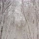 Snowcovered Trees in Park - VideoHive Item for Sale