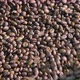 Cooling coffee beans after roasting (close-up) - VideoHive Item for Sale