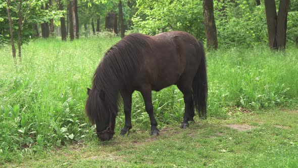 A Small Brown Pony Eating Grass Near the Road