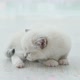 Fluffy Ragdoll Kitten Indoors - VideoHive Item for Sale