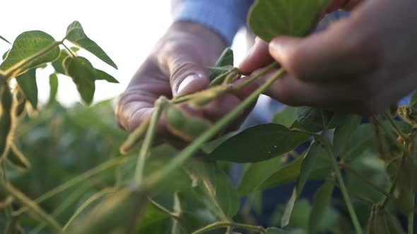 Agronomist Inspecting Soya Bean Crops Growing in the Farm Field