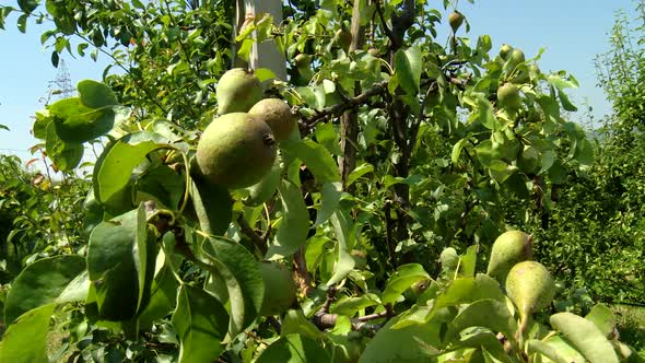 Organic pears with leaves on the branch, pear orchard alt