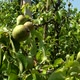 Organic pears with leaves on the branch, pear orchard - VideoHive Item for Sale