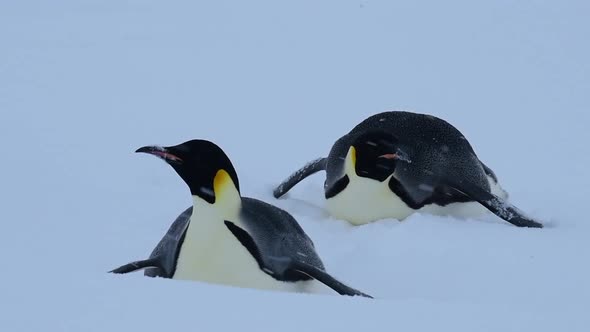 Emperor Penguins on the Snow n Antarctica