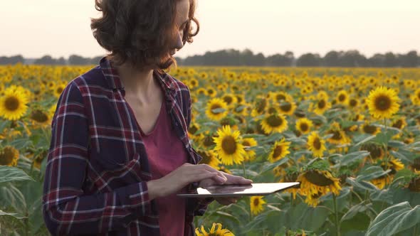 Smart Farming. Female Hands Hold Tablet On Organic Farm, Sunflower Field, Plantation Of Sunflowers alt