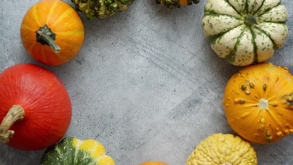 From Above View of Various Kinds Cute Mini Pumpkins Placed in Circle with Space with Copy Space alt