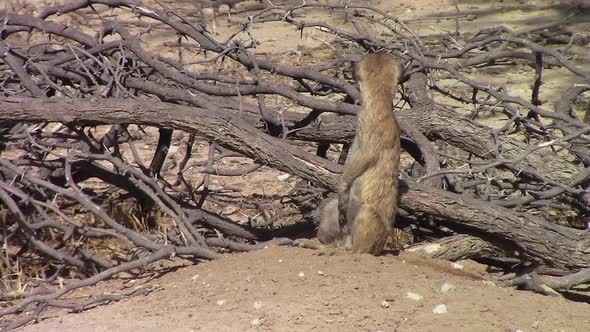 Cute and curious African Meerkat looks around on breezy Kalahari day alt