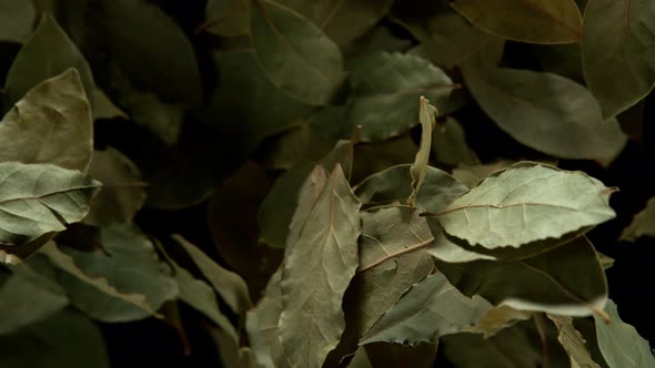 Super Slow Motion Shot of Bay Leafs Explosion on Black Background at 1000Fps alt