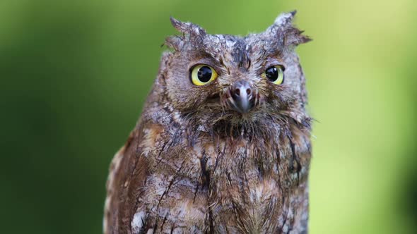Owl in the Forest Habitat