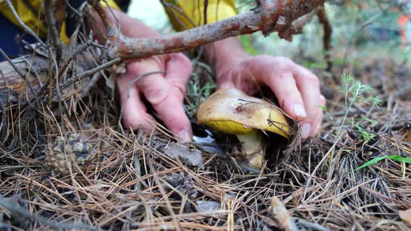 Mushroom picker in the forest cuts mushrooms with a knife alt