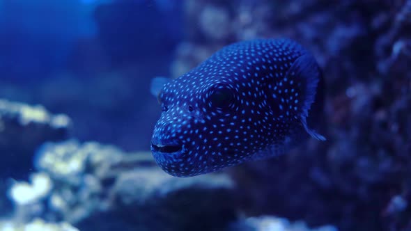 Arothron Meleagris, Commonly Known As the Guineafowl Puffer or Golden Puffer alt