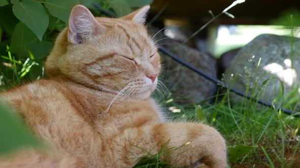 Red Cat Resting Lying in the Garden in Summer