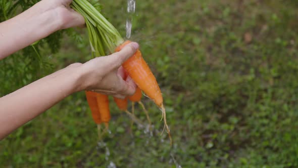 Women Farmer Washes Carrots in the Kitchengarden alt