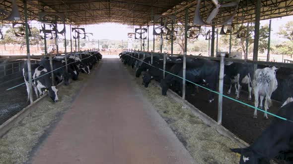 Milky cows feeding on barn farm. Loose housing sytem.