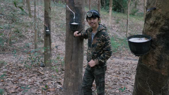 Young Asian farmer collecting raw rubber milk in his farm. alt