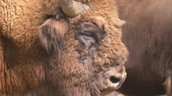 Macro shot of wild european bison buffalo playing with tongue during beautiful day in nature. alt