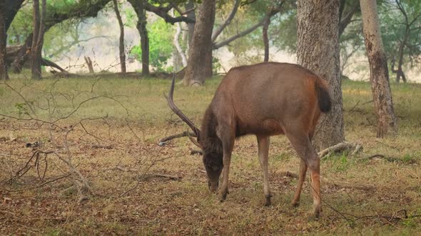 Beautiful Male Sambar (Rusa Unicolor) Deer Grazing in the Forest of Ranthambore National Park alt