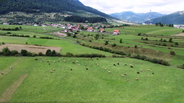 Aerial View of the Herd of Cows in a Green Meadow Near the Village and Mountain