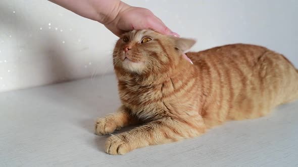 Woman Stroking a Ginger Young Cat Lying on the Table