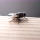 Fly Moving  - VideoHive Item for Sale