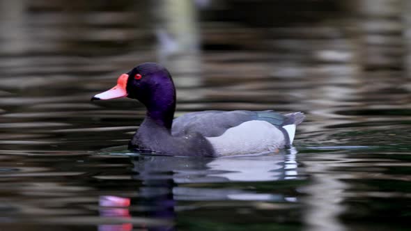 An adult male rosy billed pochard, netta peposaca; swimming fast in tranquil freshwater swamp and di alt