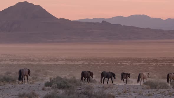 Wild horses following path through desolate dry desert in Utah alt