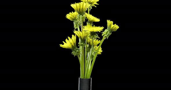 Time Lapse of Dandelion Opening Close Up View alt