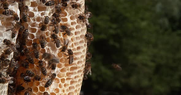 |European Honey Bee, apis mellifera, Black Bees on a wild Ray, Bee Hive in Normandy, Time Lapse 4K alt