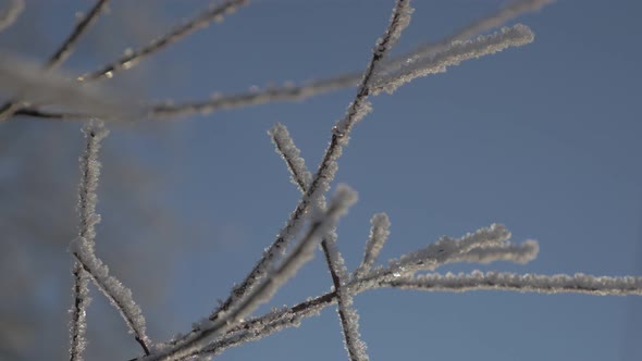 Tree branches under hoar frost slow tilting 4K 2160p UHD video - Hoar frost on tree branches shine o