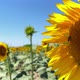 Beautiful Natural Plant Sunflower In Sunflower Field In Sunny Day 13 - VideoHive Item for Sale