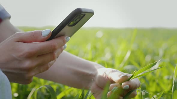 Female Farmer Checks and Explores a Young Green Plants of Wheat Agronomist Photographs Leaves on