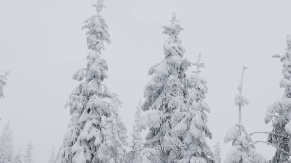 Evergreen Trees Covered in White Snow During a Snowy Winter Season Day alt