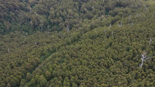 Hastings Caves State Reserve, Hastings, Tasmania, Australia 4K Aerial Drone
