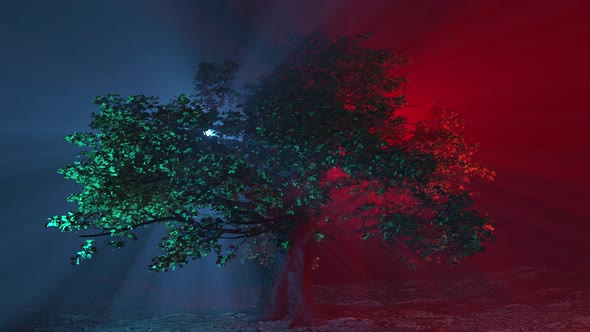 Tree Red Blue 4k 2min